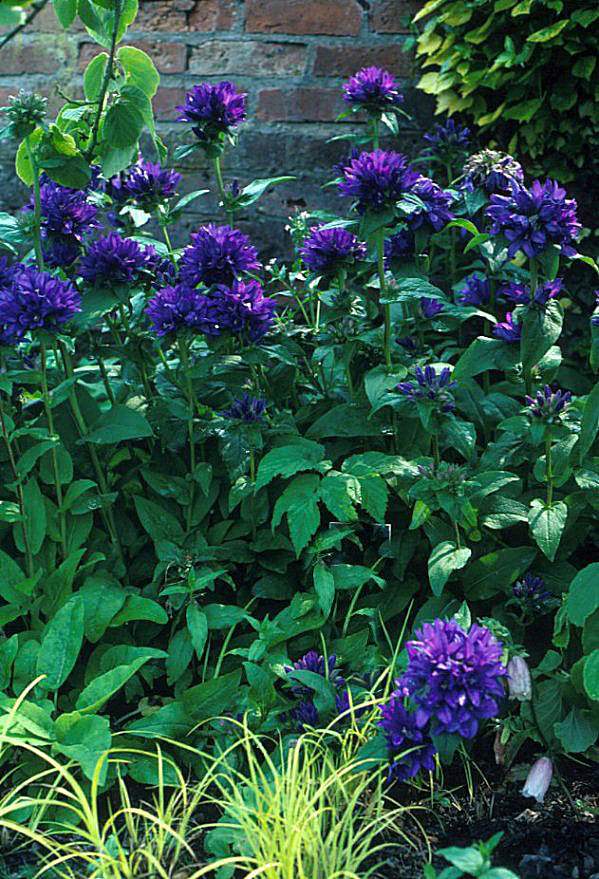Campanula glomerata