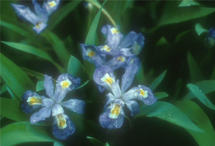 Dwarf Crested Iris