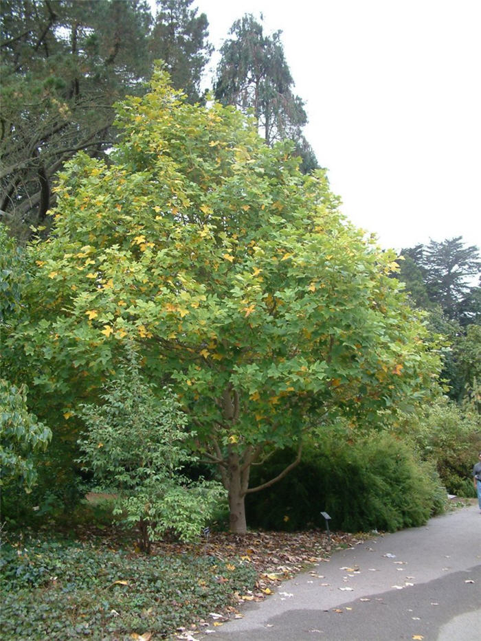 Liriodendron tulipifera