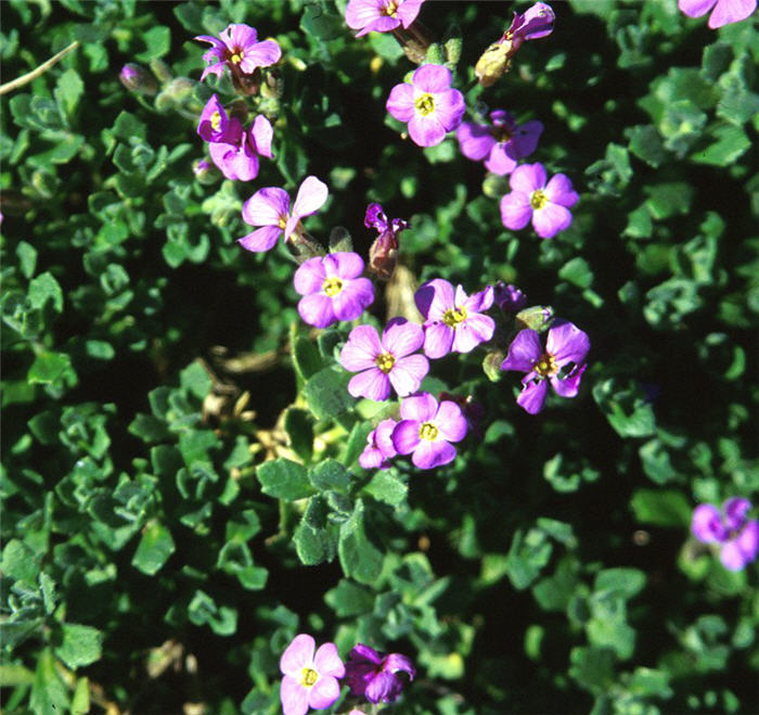Aubrieta deltoidea