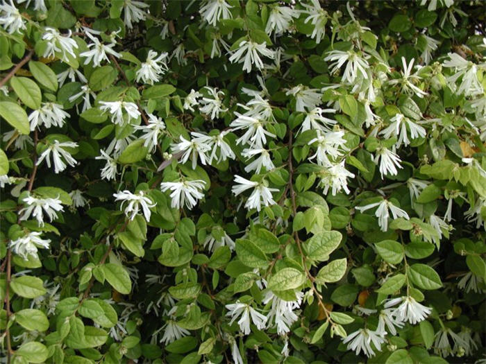Loropetalum chinense