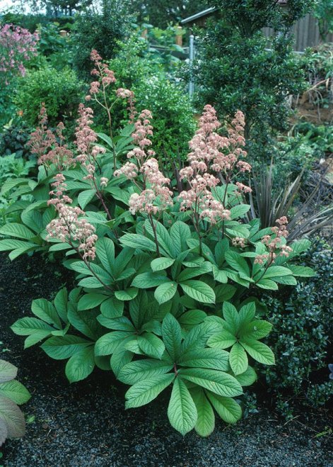 Rodgersia aesculifolia