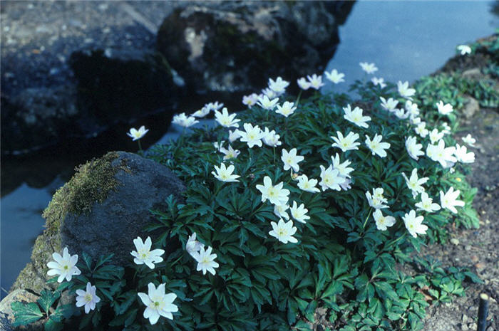 Anemone nemorosa