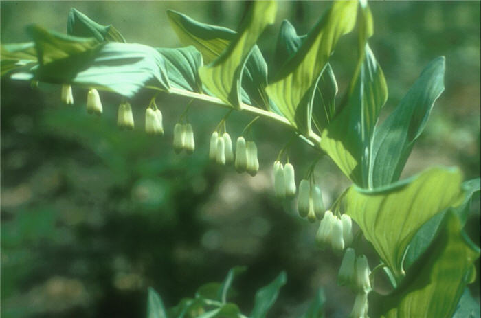 Polygonatum biflorum