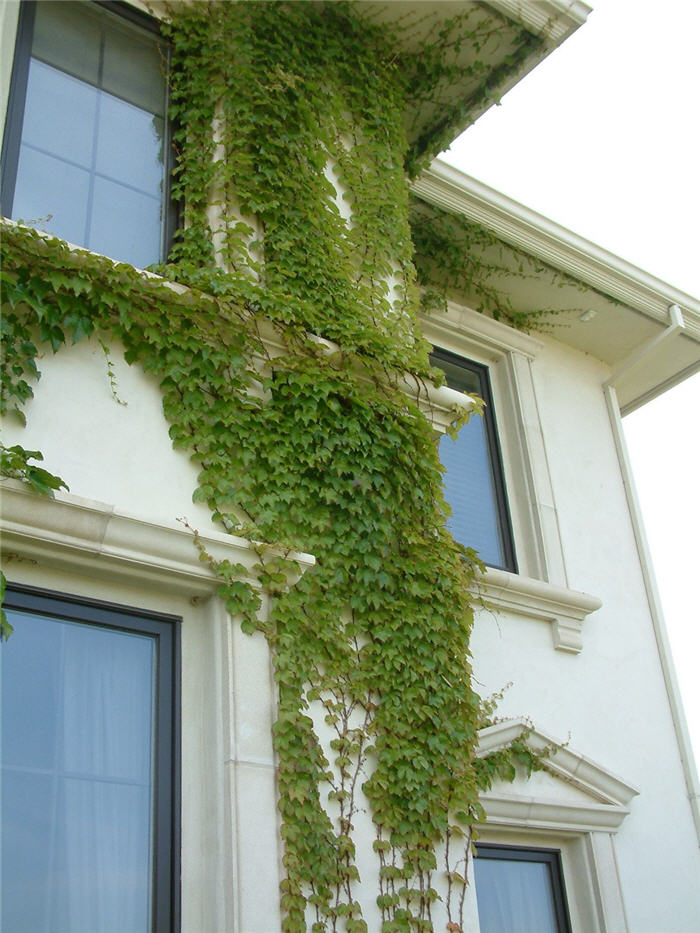 Parthenocissus tricuspidata