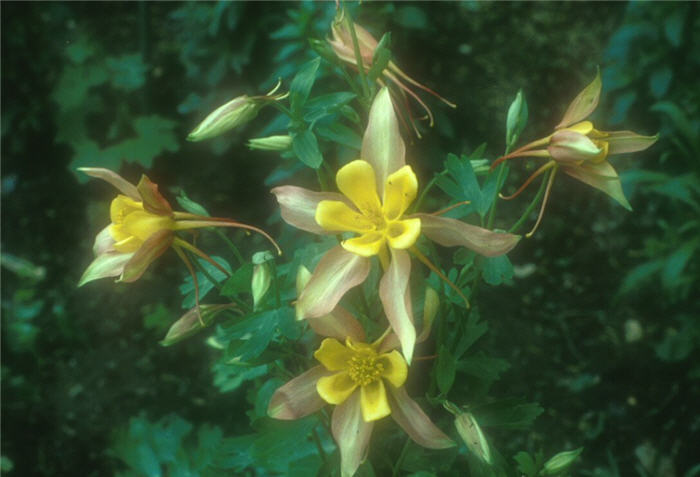 Aquilegia hybrids 'Mc Kana Giants'