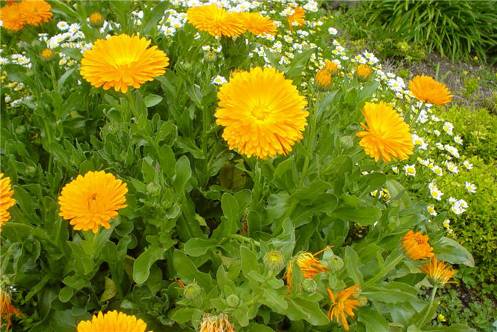Calendula officinalis