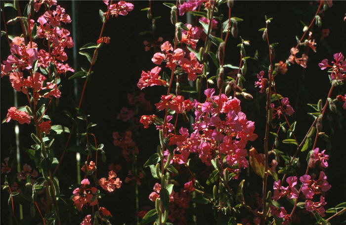 Clarkia unguiculata