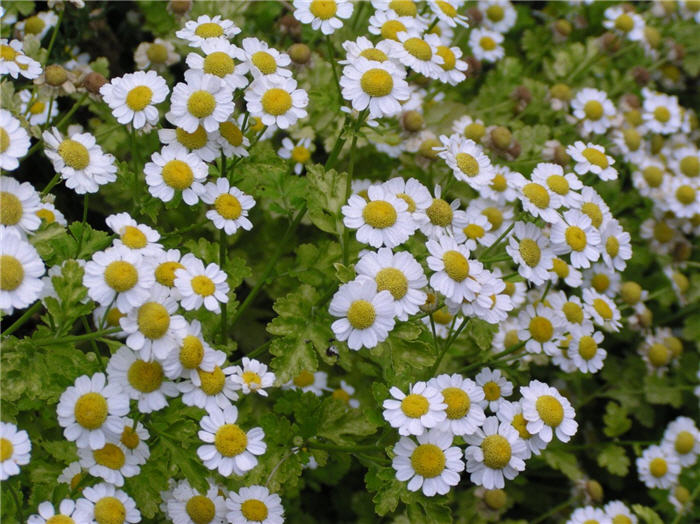 Tanacetum parthenium