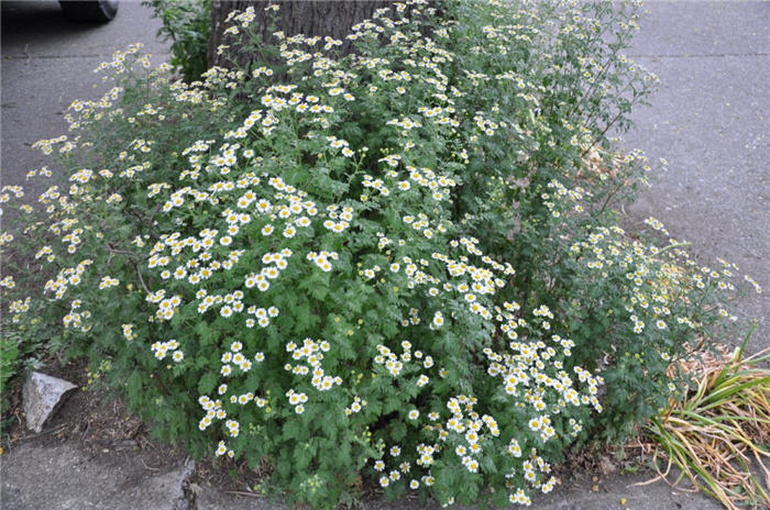 Plant photo of: Tanacetum parthenium