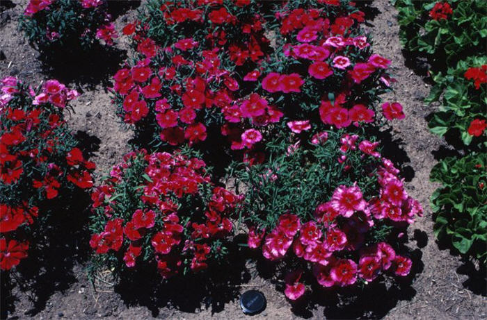 Sweet William