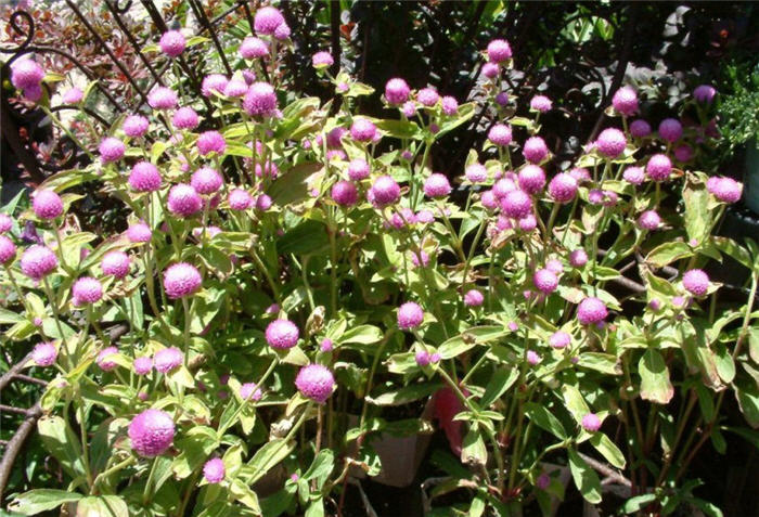 Gomphrena globosa