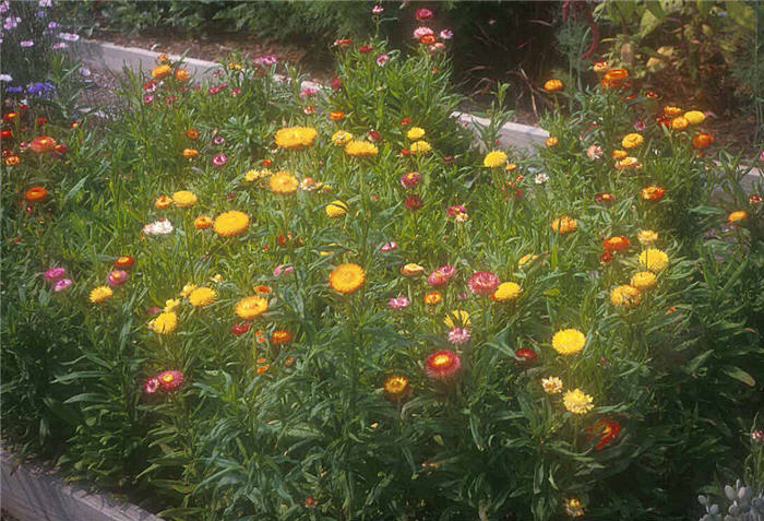 Helichrysum bracteatum