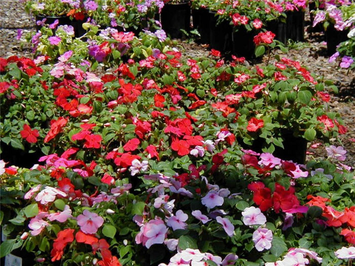 Impatiens walleriana