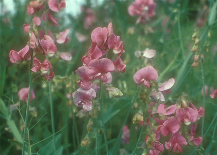 Annual Sweet Pea