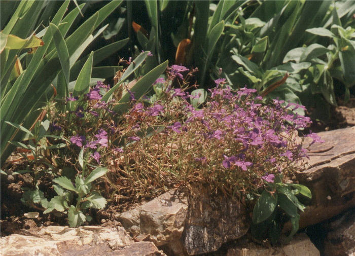 Lobelia erinus 'Rosamond'
