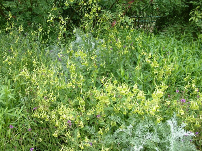 Nicotiana alata