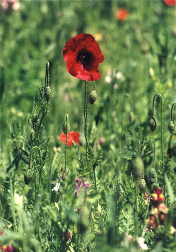 Shirley, Field or Flanders Poppy