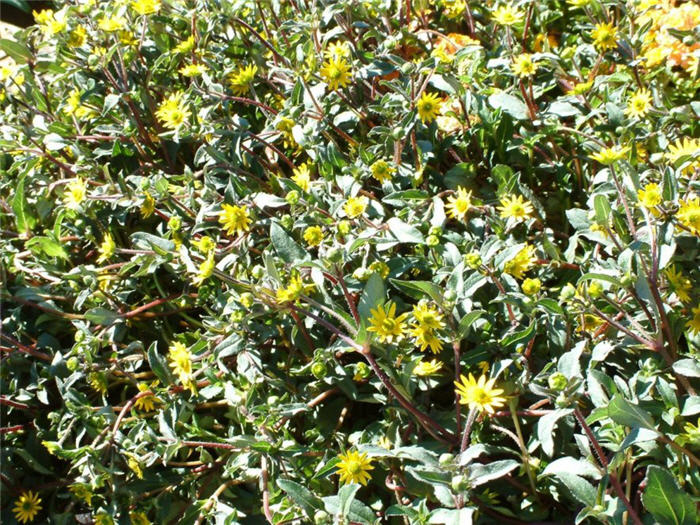 Gold Braid Creeping Zinnia