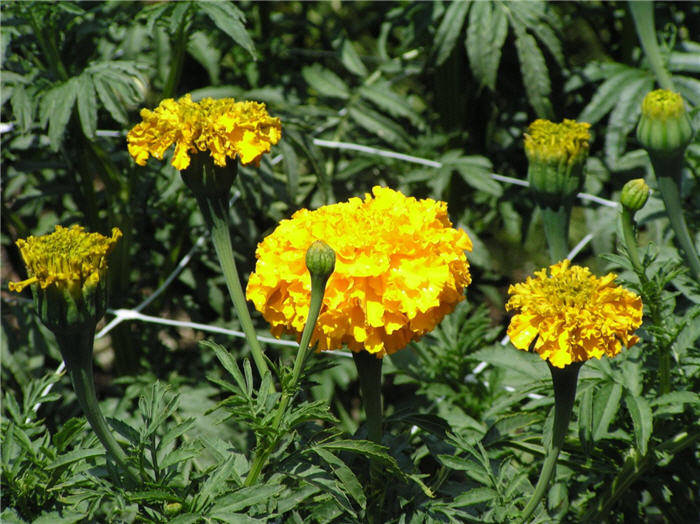 Plant photo of: Tagetes erecta