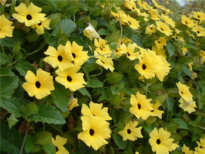 Thunbergia alata 'Yellow Form'