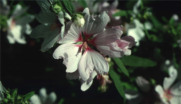 Lavatera arborea