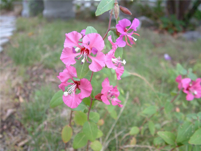 Clarkia purpurea