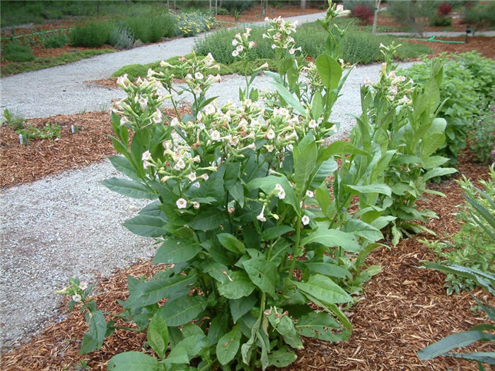 Nicotiana tabacum