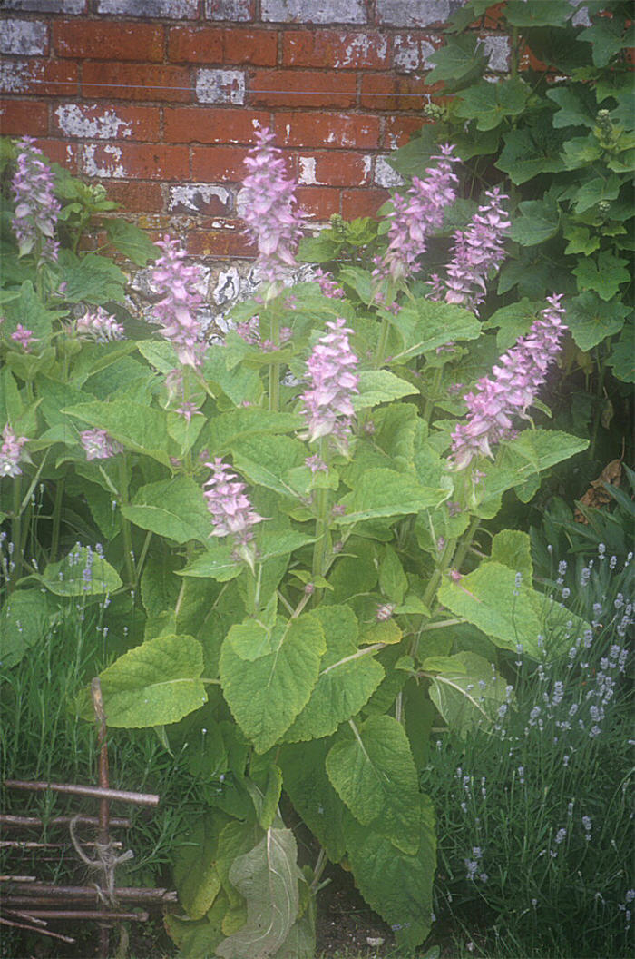 Clary Sage