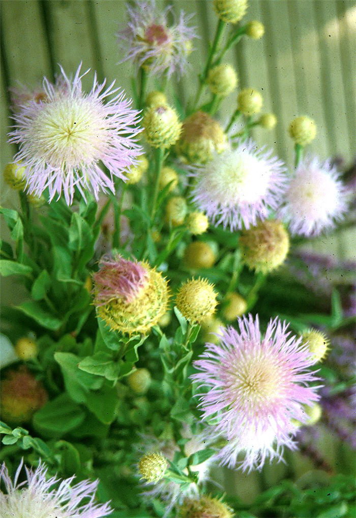 Centaurea americana