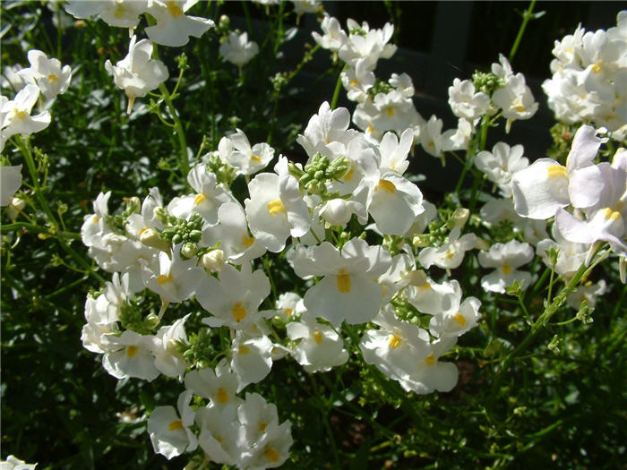 Nemesia strumosa