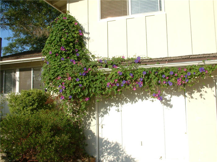 Ipomoea purpurea