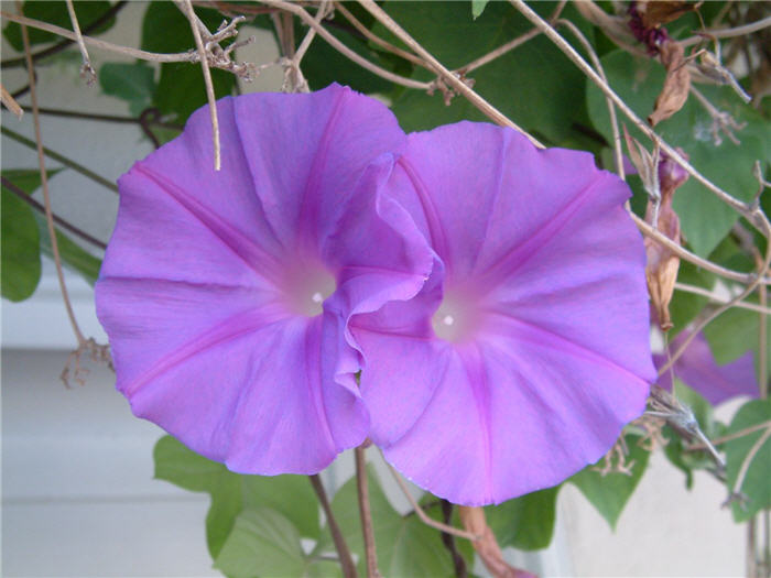 Plant photo of: Ipomoea purpurea