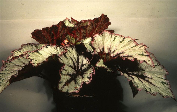 Begonia masoniana