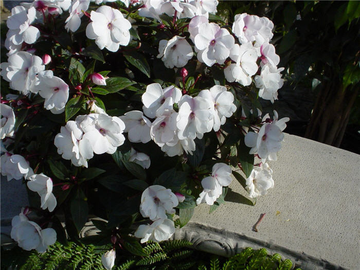 Impatiens X 'New Guinea'