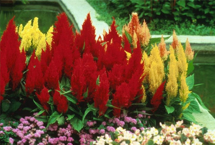 Celosia cristata 'Century Mixed'