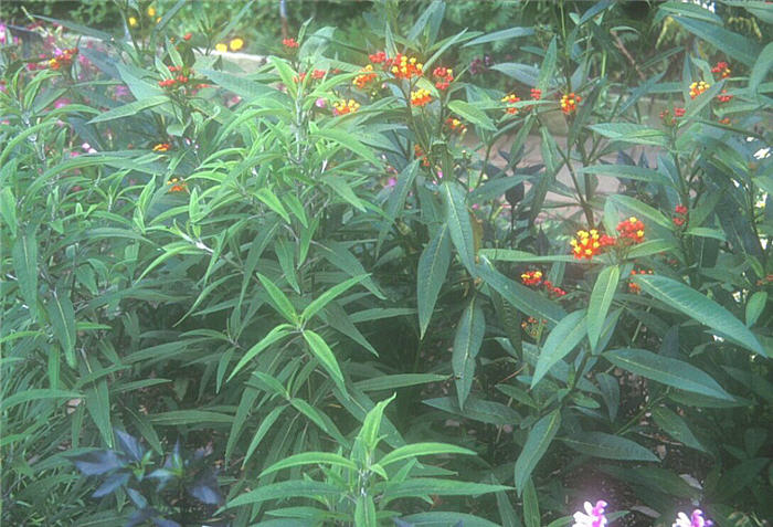 Asclepias curvassavica