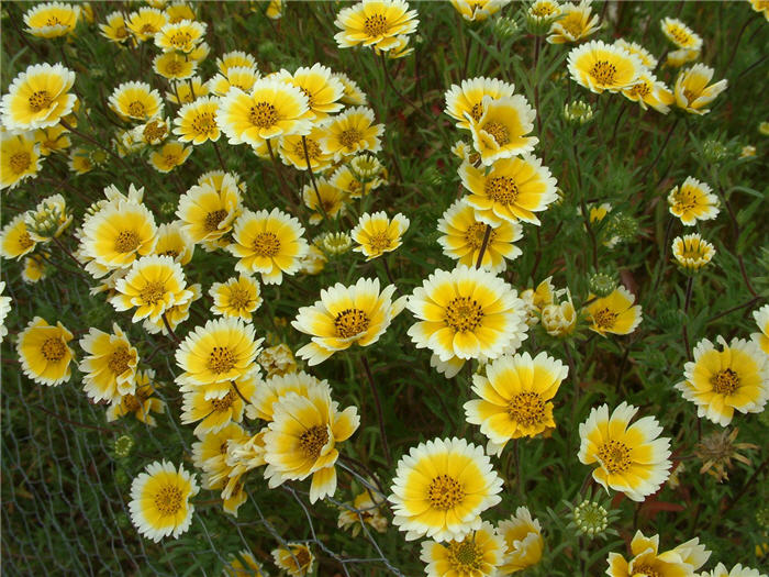 Layia platyglossa