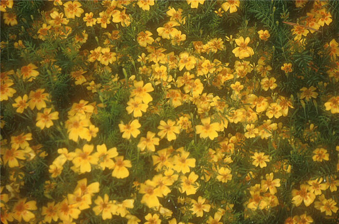 Signet Marigold