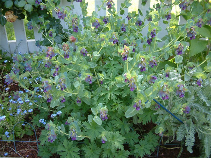 Cerinthe major