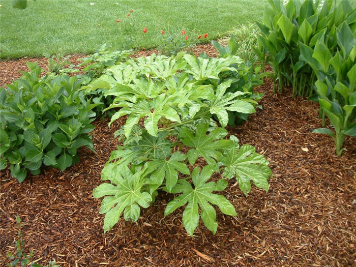 Fatsia japonica