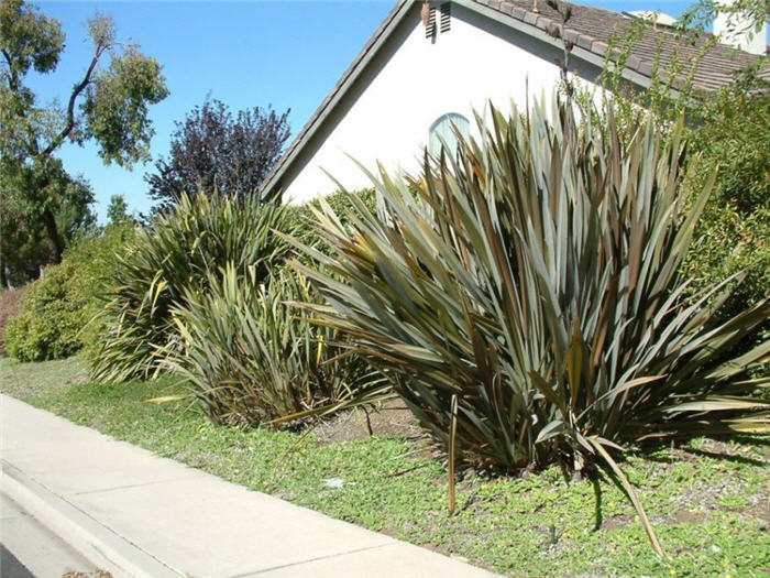 Phormium tenax