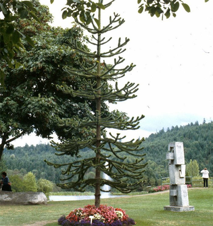 Araucaria araucana