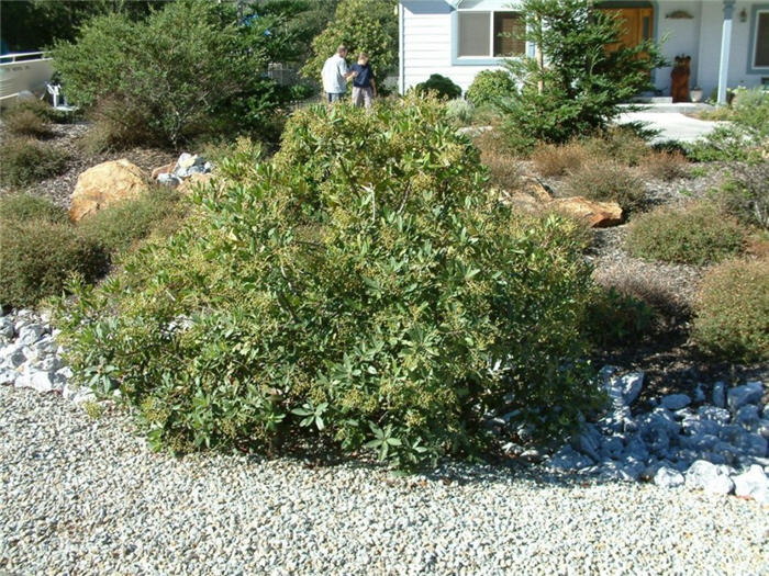 Heteromeles arbutifolia