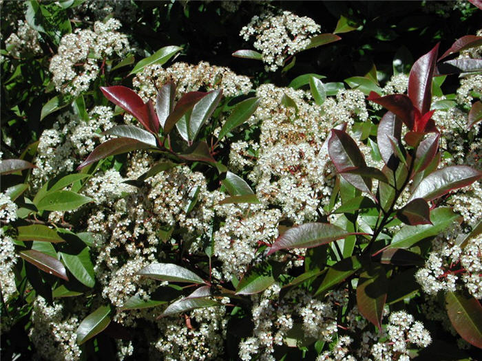 Photinia X fraseri