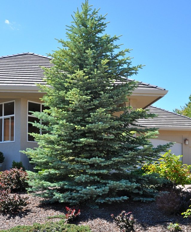 Picea pungens