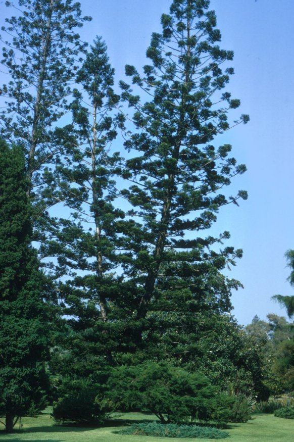 Araucaria bidwillii