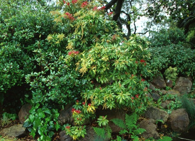 Pieris formosa forrestii