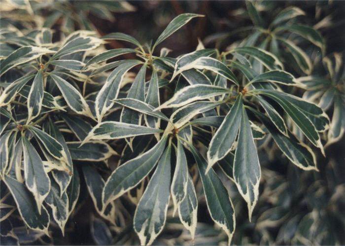 Pieris japonica 'Variegata'