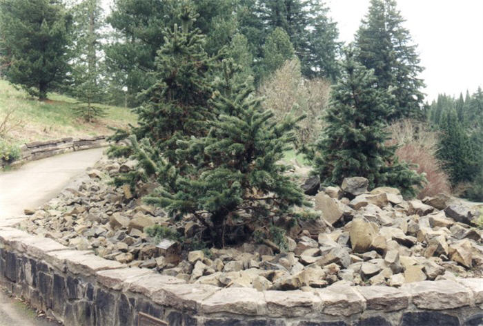 Pinus aristata